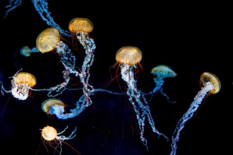 Compass jellyfish (Chrysaora hysoscella)