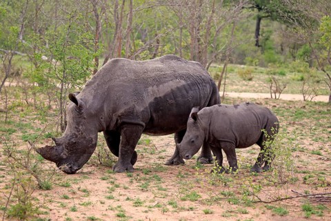 White rhinoceroses (Ceratotherium simum)