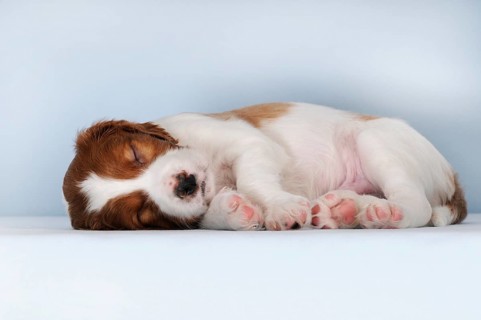 Irish Red and White Setter