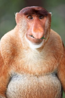 Proboscis monkey (Nasalis larvatus)