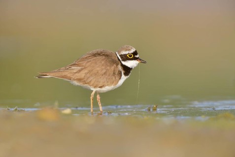Little ringed plover (Charadrius dubius) searching for food in the silt of an abandoned gravel pit