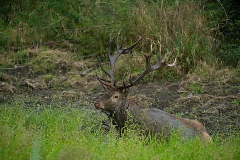 Red deer (Cervus elaphus) in the wallow