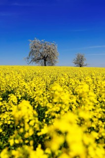 Rapeseed fields and blossoming cherry trees near Stucht
