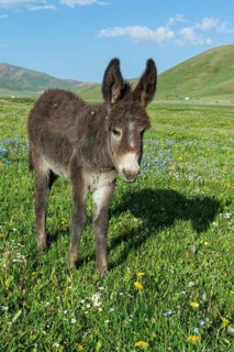 Donkey
