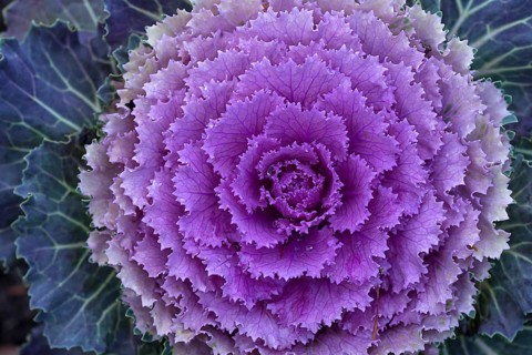Ornamental Cabbage (Brassica oleracea var. acephala)