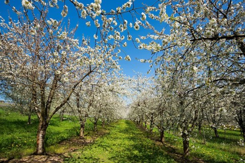 Cherry blossom