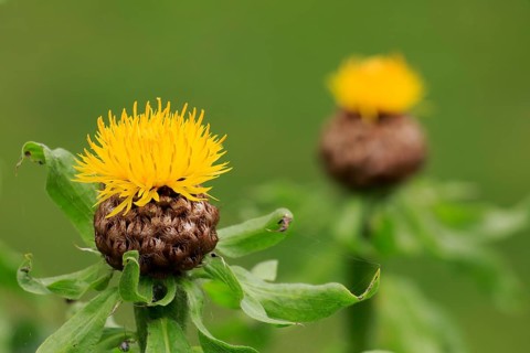 Globe knapweed (Centaurea macrocephala)