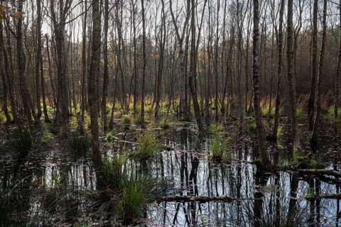 Moorland Landscape with Downy birches (Betula pubescens) in the Osterwald