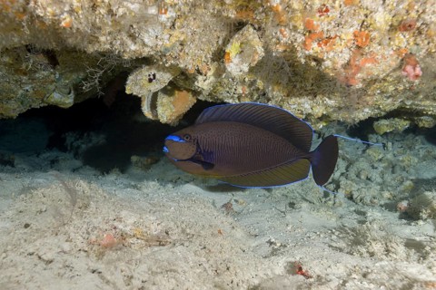 Bignose Unicornfish (Naso vlamingii) on ground