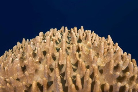 Leather Coral (Sinularia gibberosa)