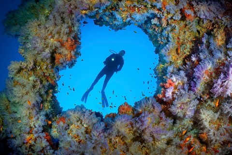 Diver