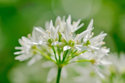 Ramsom (Allium ursinum)