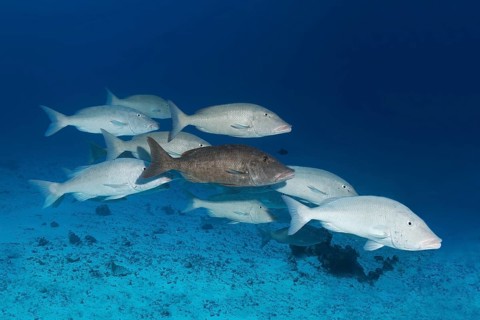 Fish swarm