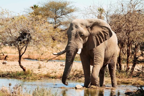 Elephant bull (Loxodonta africana) at the waterhole