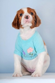 Irish Red and White Setter