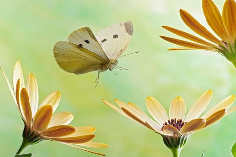 Small white (Pieris rapae)