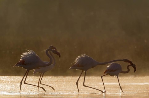 Greater Flamingo (Phoenicopterus roseus)