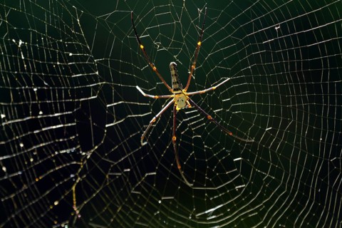 Silk spider (Nephila pilipes)