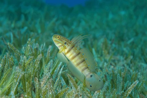 Whitelined Goby (Amblygobius albimaculatus) protects nest built in the seagrass