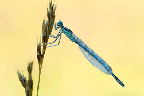 White-legged damselfly (Platycnemis pennipes)