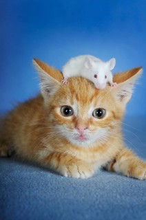 Kitten