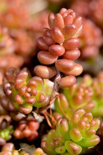 White stonecrop (Sedum album)
