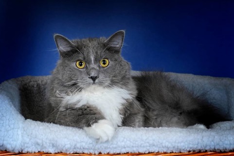 Ragdoll