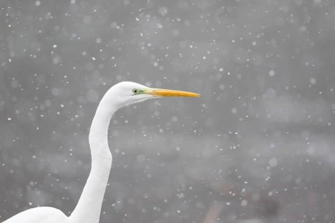 Great egret (Ardea alba)