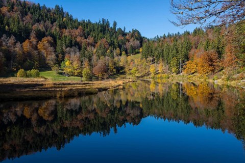 Lake with autumnal forest