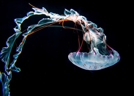 Illuminated purple-striped jellyfish (Chrysaora colorata)