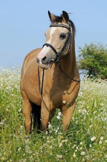 Welsh Pony