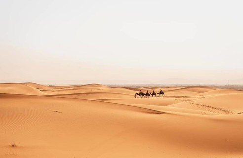 Caravan with dromedaries (Camelus dromedarius)