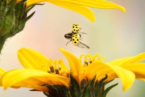 Twenty-two spot ladybird (Psyllobora vigintiduopunctata)