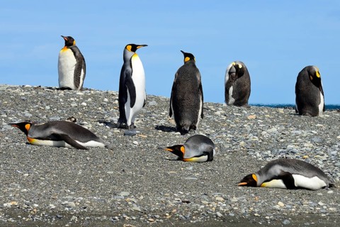 King penguins (Aptenodytes patagonicus)