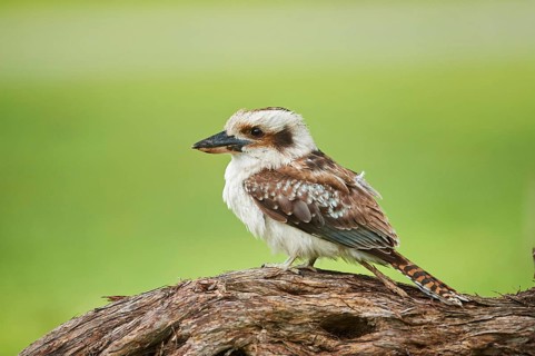 Laughing kookaburra (Dacelo novaeguineae) sitting on a branch