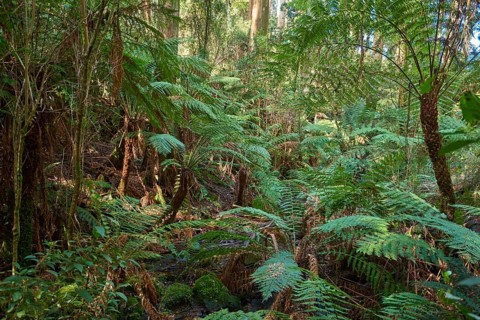 Rainforest with Tree ferns (Cyatheales) and Eucalyptus regnans trees (Eucalyptus regnans)