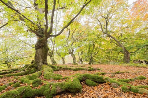 Old beeches (Fagus sylvatica) with mossy roots