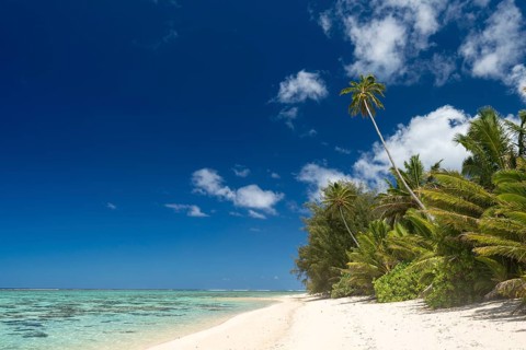 Sandy beach with palm trees and turquoise water