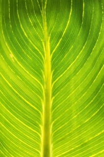 Pretoria Canna Lily (Canna pretoria)