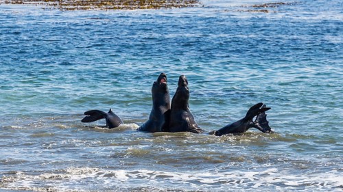 Two Northern Elephant Seals (Mirounga angustirostris) fight in the water