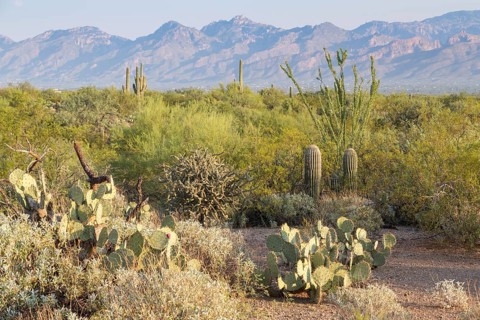 Landscape with various cacti (Cactus)