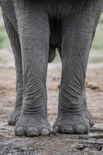 African elephant (Loxodonta africana)