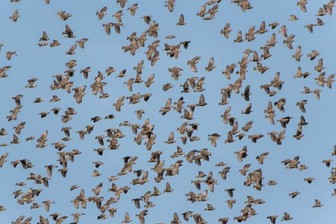 Red-billed quelea (Quelea quelea)