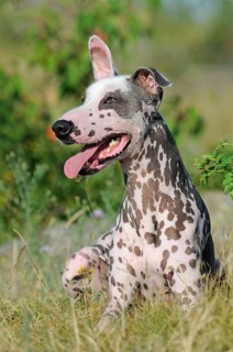 Peruvian naked dog