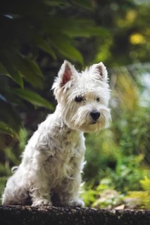 West Highland White Terrier (Canis lupus familiaris) sits on slab in the garden