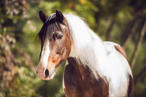 Tinker (Equus) stands in the forest