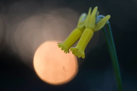 Cyclamen-flowered daffodil (Narcissus cyclamineus) with light reflections