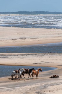 Riding horses at the estuary of the Atlantic into the Laguna de Castillo
