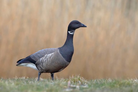 Brant Goose (Branta bernicla) stands in a meadow