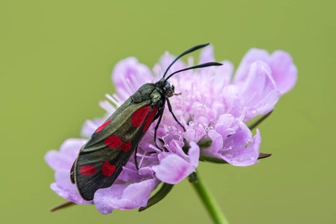 Six-spot burnet (Zygaena filipendulae) to Field scabious (Knautia arvensis)